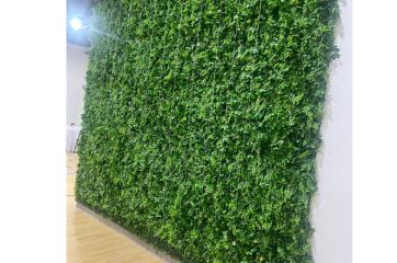 Complementary Backdrop